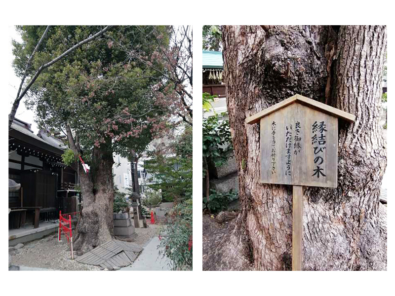 三輪神社の縁結びの木